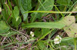 Small green wood orchid